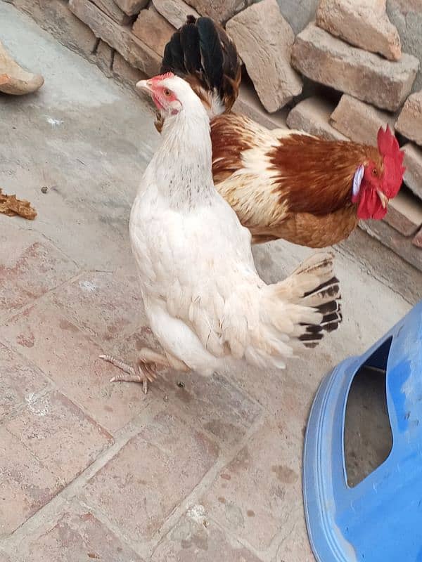 Desi hen pair 0