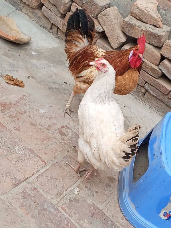 Desi hen pair 1