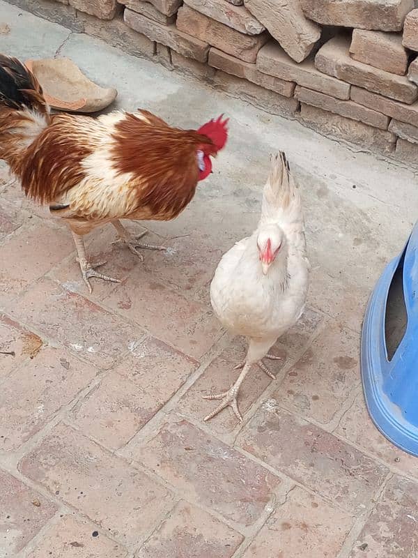 Desi hen pair 2