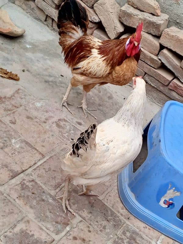 Desi hen pair 3