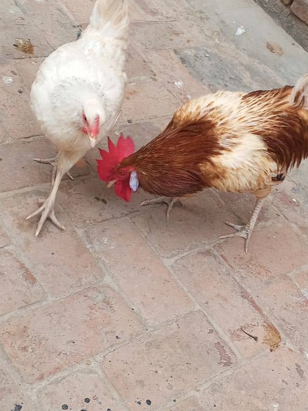 Desi hen pair 4