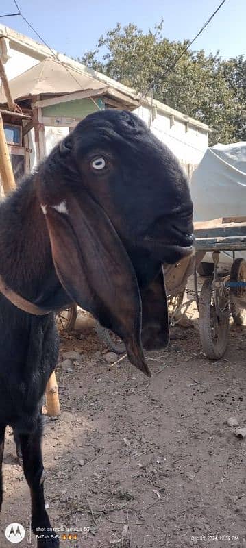 nagra goat | Nagra beetal bakra | bakra | بکری 0