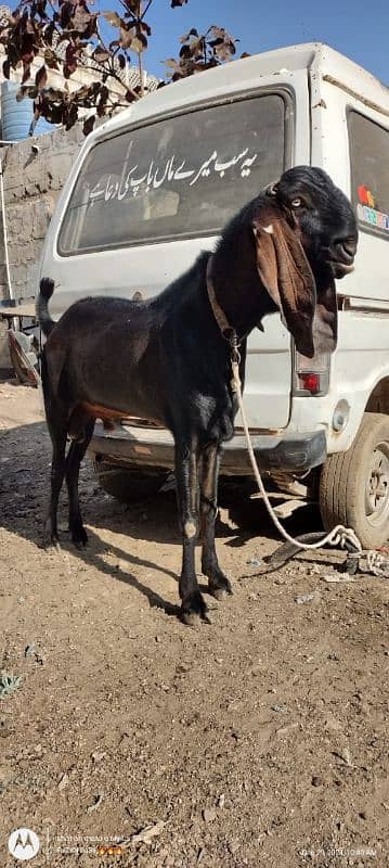 nagra goat | Nagra beetal bakra | bakra | بکری 1