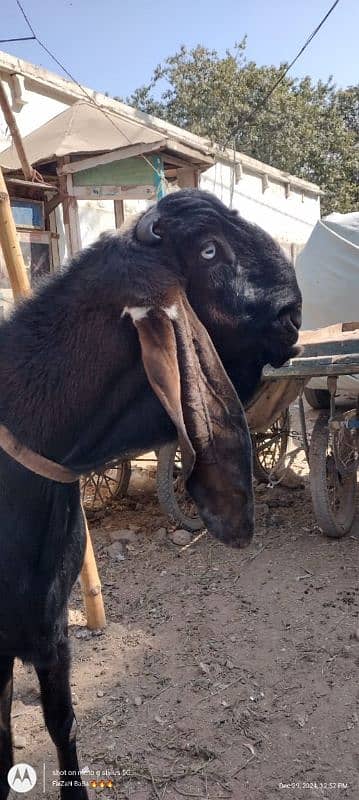 nagra goat | Nagra beetal bakra | bakra | بکری 2