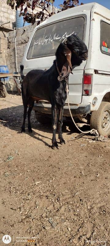 nagra goat | Nagra beetal bakra | bakra | بکری 4