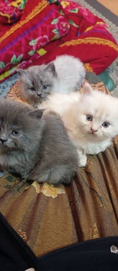 30 days old gray and golden persian kittens Available for Sale