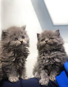 Persian triple coated punch face kittens