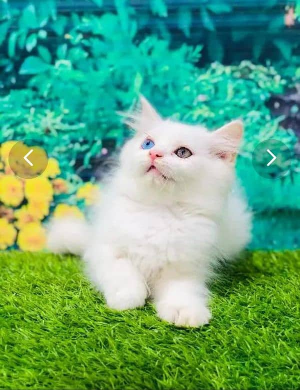 Persian triple coated punch face kittens 2