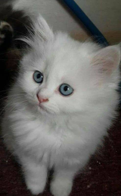 Persian triple coated punch face kittens 15