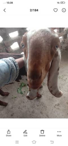 nagara goats female desi