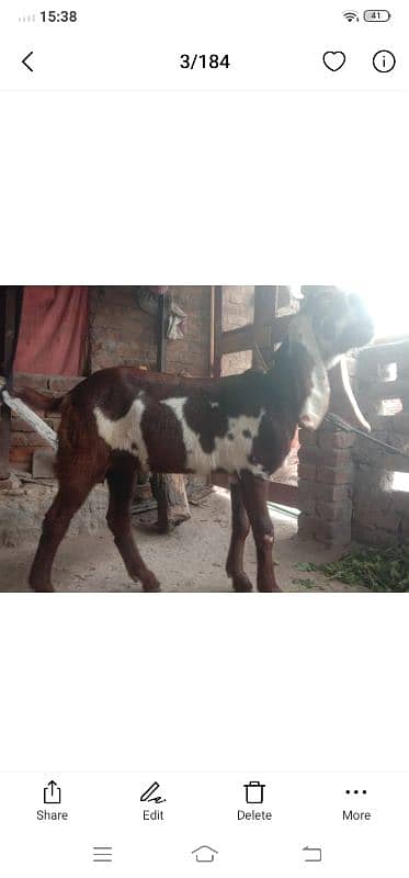 nagara goats female desi 1