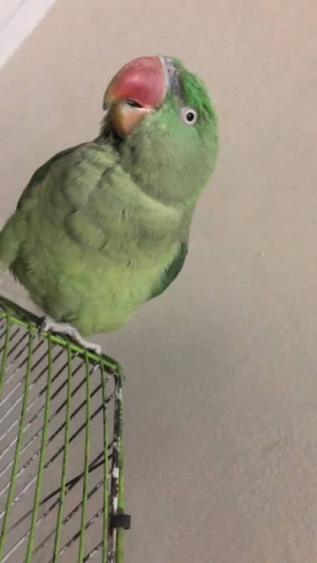 Raw parrot female 9