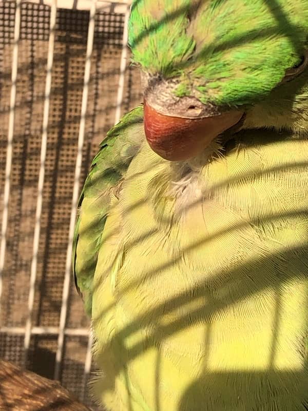 Raw parrot female 11