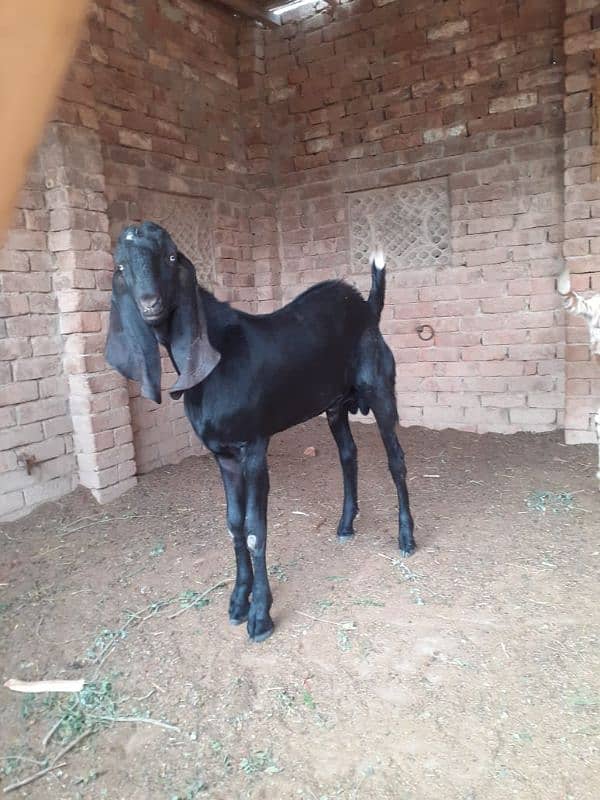 goat (bakra) for sale 0