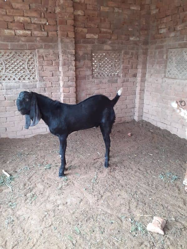 goat (bakra) for sale 1