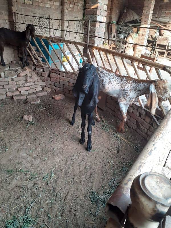 goat (bakra) for sale 2