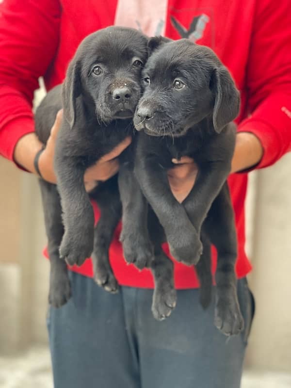 labrador available puppy 1