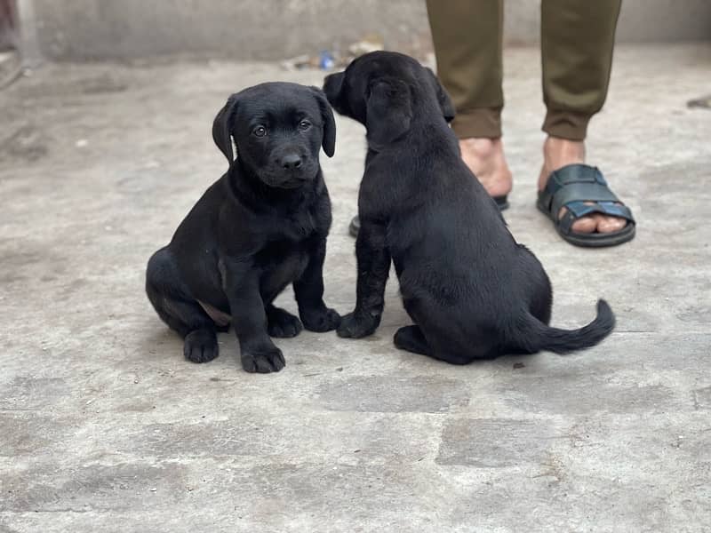 labrador available puppy 2