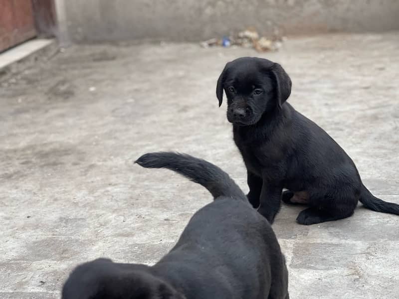 labrador available puppy 3