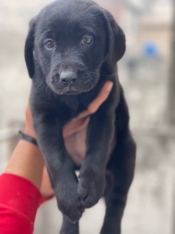 labrador available puppy 5