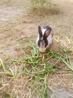 Female Rabbit