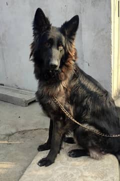 Black German Shepherd | Long Coat male | Dog | GSD for Sale