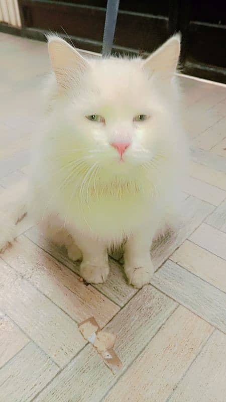 Persian  cat 2