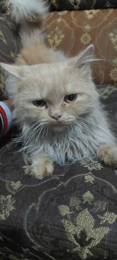 A Persian cat for sale