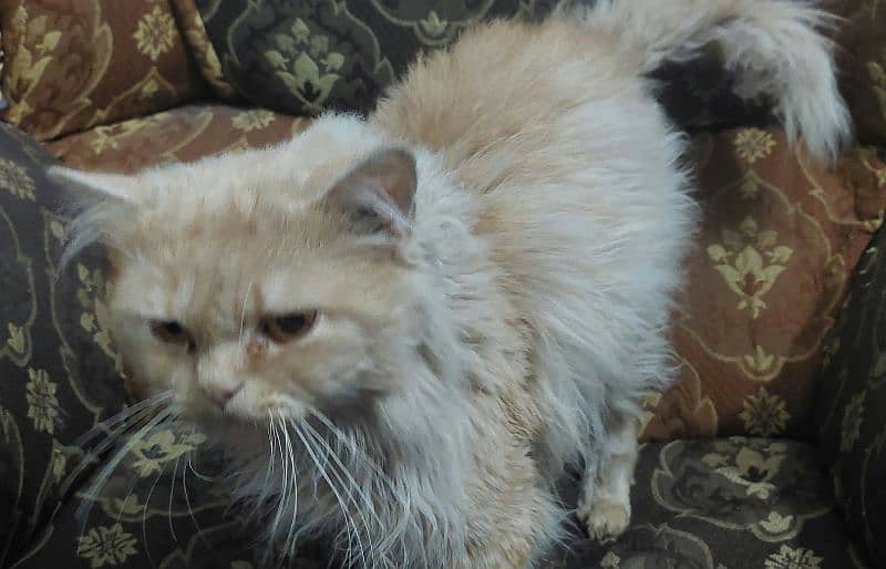 A Persian cat for sale 1