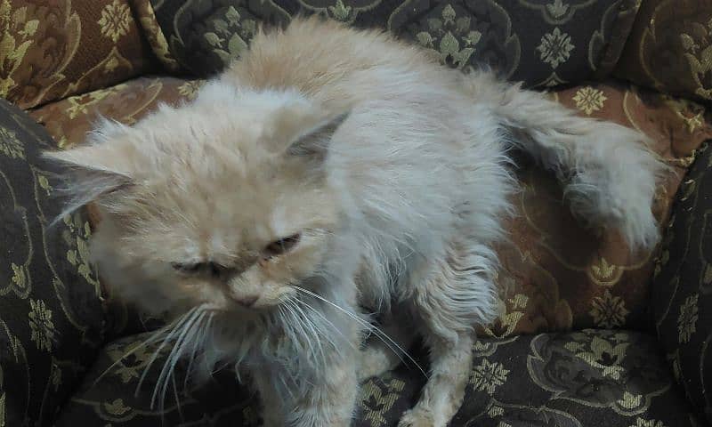 A Persian cat for sale 2