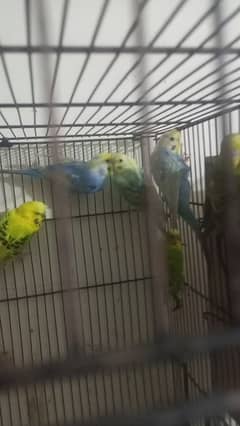 Australian budgies Rambo cage for sale 0343/96/90/119