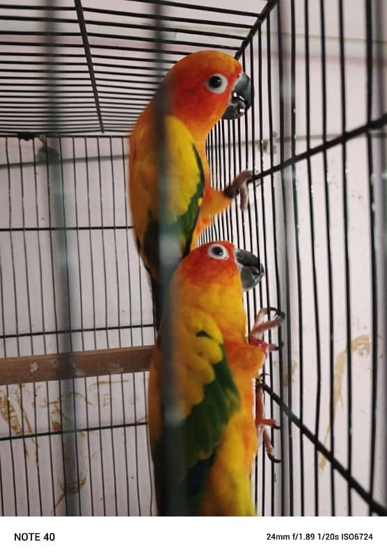 Sun conure bonded pair with dna 0