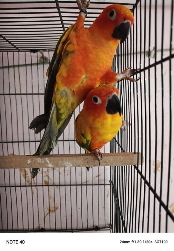 Sun conure bonded pair with dna 1