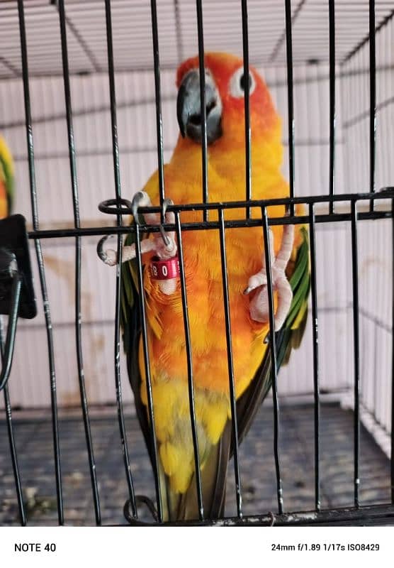 Sun conure bonded pair with dna 2