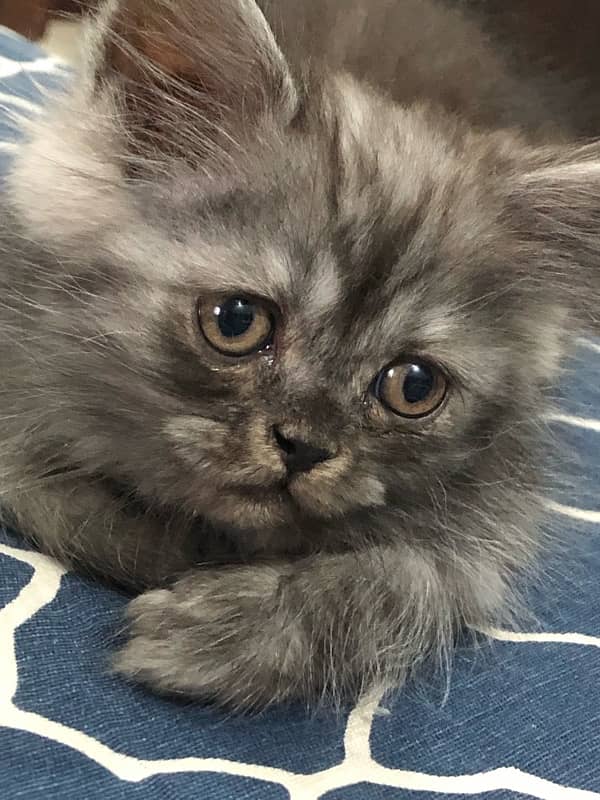 pure persian kitten looking for a new home 6