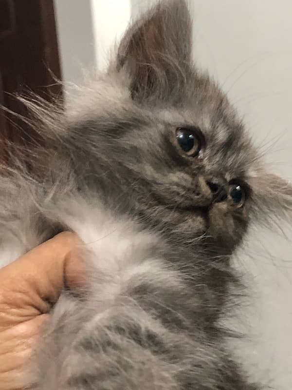 pure persian kitten looking for a new home 7