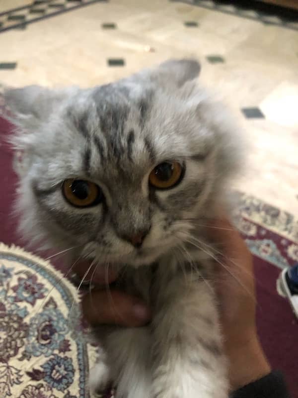 Persian cat gray 0