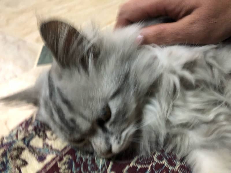 Persian cat gray 1