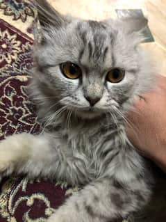 Persian cat gray