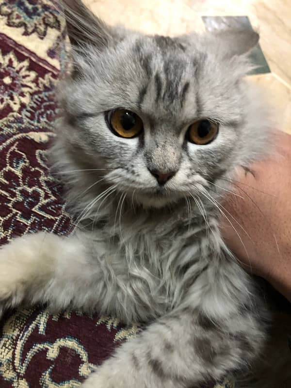 Persian cat gray 2