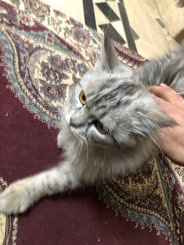 Persian cat gray 3