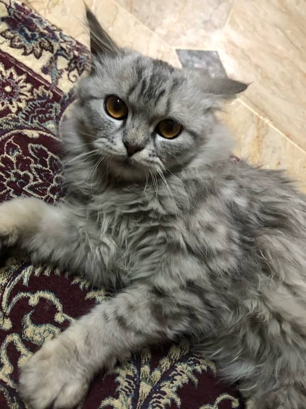 Persian cat gray 4