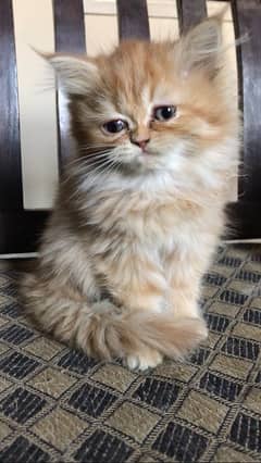 Persian kittens avaiable doll face