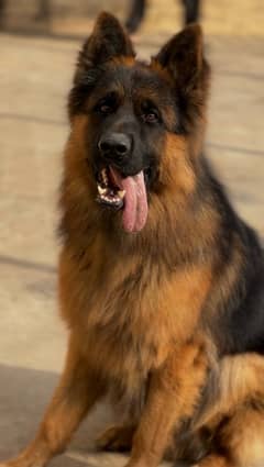 Pink pedigree German shepherd black and tan