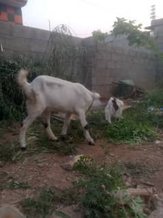 goat path for sale