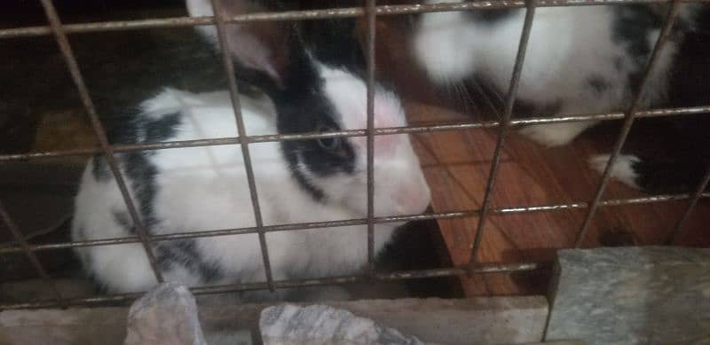 Rabbits female 2 0