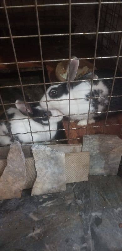 Rabbits female 2 1