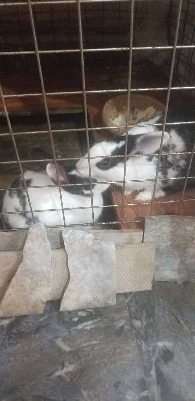 Rabbits female 2 3