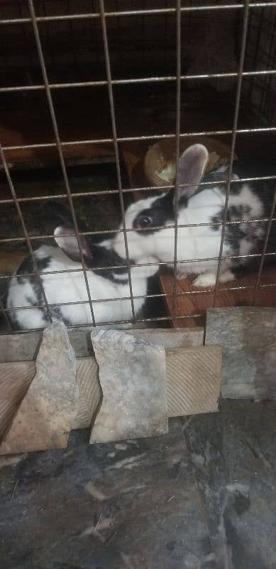 Rabbits female 2 4