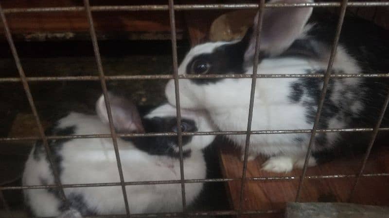 Rabbits female 2 5